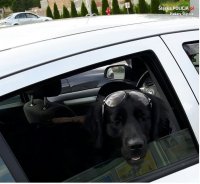 Pies pozostawiony w samochodzie